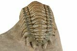 Crotalocephalina, Paralejurus & Reedops Trilobite Association #189984-4